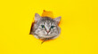 Funny gray tabby cute kitten with beautiful big eyes on bright trendy yellow background. Lovely fluffy cat climbs out of hole in colored background. Free space for text.