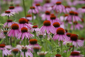 Wall Mural - coneflowers in a field