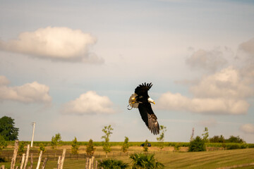 Poster - eagle in flight