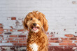 Mini goldendoodle, golden doodle puppy in a studio
