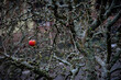 Last red apple hanging on a tree in early winter