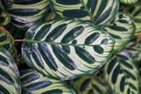 Fototapeta  - Maranta leaves (Maranta makoyana) on tropical garden