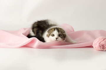 Wall Mural - Young scottish highland fold kitten on white and pink background