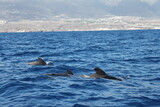 Fototapeta Morze - tenerife pilot whale