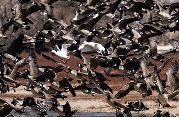 Geese on takeoff with 2 white geese in the confusion