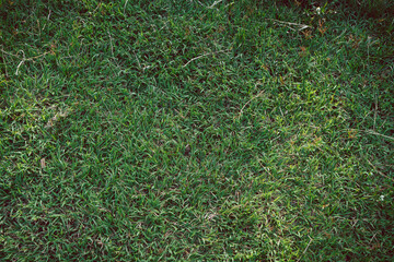 Wall Mural - Green grass texture for background. Green lawn pattern and texture background. Close-up.