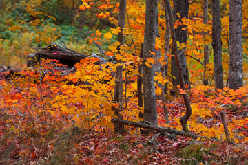 Bright autumn trees in Hiawatha national forest in Michigan