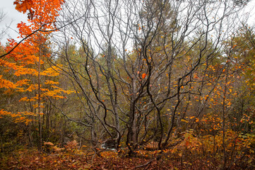 Sticker - Woodlands during autumn time in rural Michigan