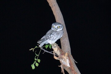 Wall Mural - spotted owlet at night, athene brama,satara, maharashtra india