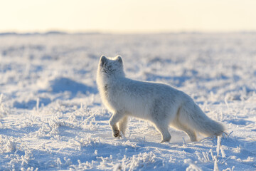 Wall Mural - Wild arctic fox (Vulpes Lagopus) in tundra in winter time. White arctic fox.