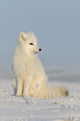 wild arctic fox (vulpes lagopus) in tundra in winter time. white arctic fox sitting.