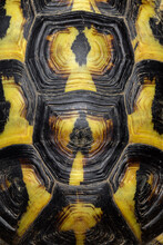 Details Of The Shell Of A Mediterranean Tortoise, Hermann's Tortoise (Testudo Hermanni)