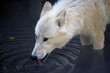 White Arctic Wolf Drinking from Lake