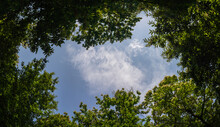 View Of The Sky Between The Treetops - Blue Sky Framed By Tree Branches