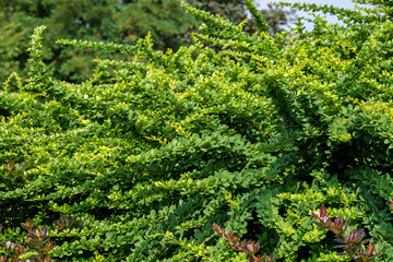 Wall Mural - Berberis vulgaris, also known as common barberry