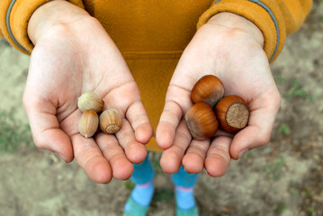 Two kinds of hazelnuts in children's hands. Comparison of large and small hazelnuts.