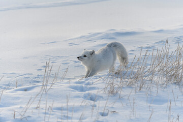 Wall Mural - wild arctic fox (vulpes lagopus) in tundra in winter time.