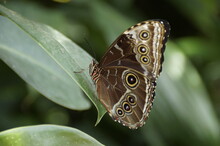 A Common Blue Morpho Butterfly With An Amazing Brown Ornament On The Underside Of Its Wings Sitting On A Green Leaf	