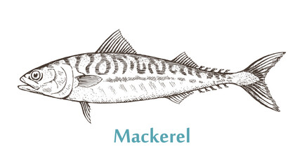 Sea fish mackerel on a white background. Cooking delicious food. Vector isolated illustration hand drawn