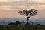 Fototapeta Sawanna - Magical sunset in african savanna. Queen Elizabeth National Park, Uganda