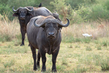 African Buffalo, Syncerus Caffer
