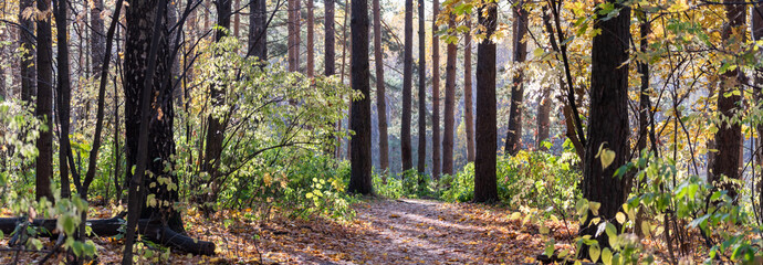 Wall Mural - Panoramic forest autumn landscape with colorful leaves and trees