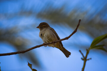 Wall Mural - sparrow bird on tree wildlife animal street finch close up wallpaper outdoors blue sky