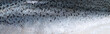 Panoramic texture of fish scales (salmon).