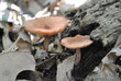 Two mushrooms with flat upturned orange caps sprouting from a rotting log on the forest floor.