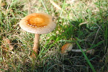 Tall Mushroom With Long Stem And Burnt Orange Colored Cap Growing Through Grass On The Edge Of The Forest.