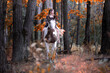 Image of a girl riding a horse in a forest during fall at sunset