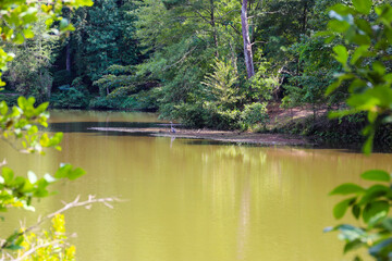 a great white heron bird standing on the edge of the silky green waters of Candler Lake  surrounded by lush green trees reflecting off the water at Lullwater Preserve in Decatur Georgia USA