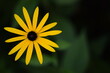 Single rudbeckia flower on green bokeh background, empty space for text, floral background.