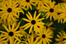 Rudbeckia Flowers Background, Closeup Of Yellow Coneflowers, Black Eyed Susans Field.