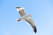 Large single seagull in the blue sky