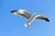 Large single seagull in the blue sky