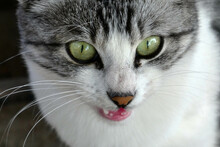 Close-up Village Cat, Stray Cat Cute, Gray White Domestic Cat,