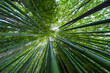 © Ana Tramont - Bamboo forest