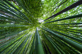 Fototapeta Sypialnia - Bamboo forest 