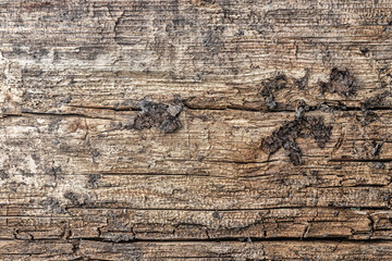 Canvas Print - Wooden texture of old dirty wood