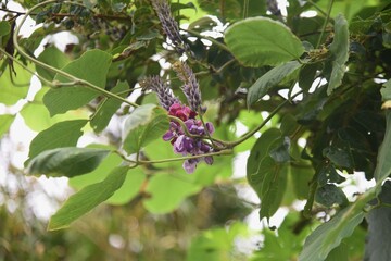 Canvas Print - Kudzu flowers. Fabaceae perennial vine. The roots are edible and medicinal.