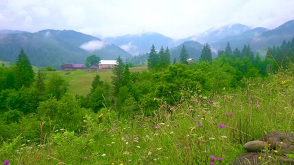 Wall Mural - The wildflowers on the mountain meadow, Dzembronia, Carpathians, Ukraine