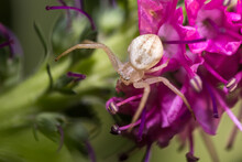"Wrong Flower" - Flower Crab Spider On Garden Flowers - Nebraska USA