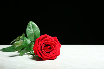 Beautiful rose on black and white background