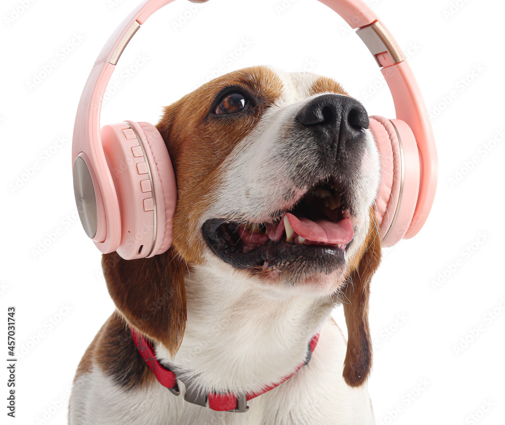 Cute Beagle dog with headphones on white background