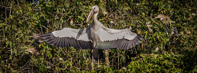 Sticker - Large Mekong river bird