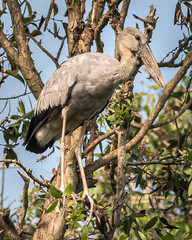 Sticker - Large Mekong bird