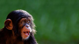 Fototapeta Zwierzęta - Close up portrait of a cute baby chimpanzee with a big happy smile