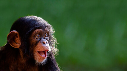 close up portrait of a cute baby chimpanzee with a big happy smile