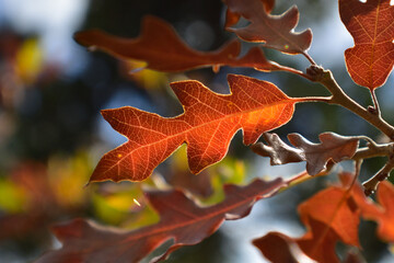 Scrub Oak in the Fall